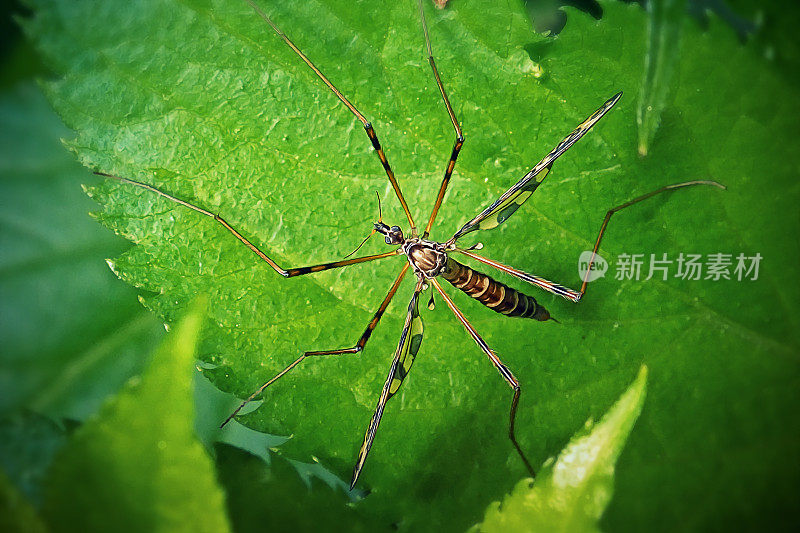 天鹤蝇类昆虫