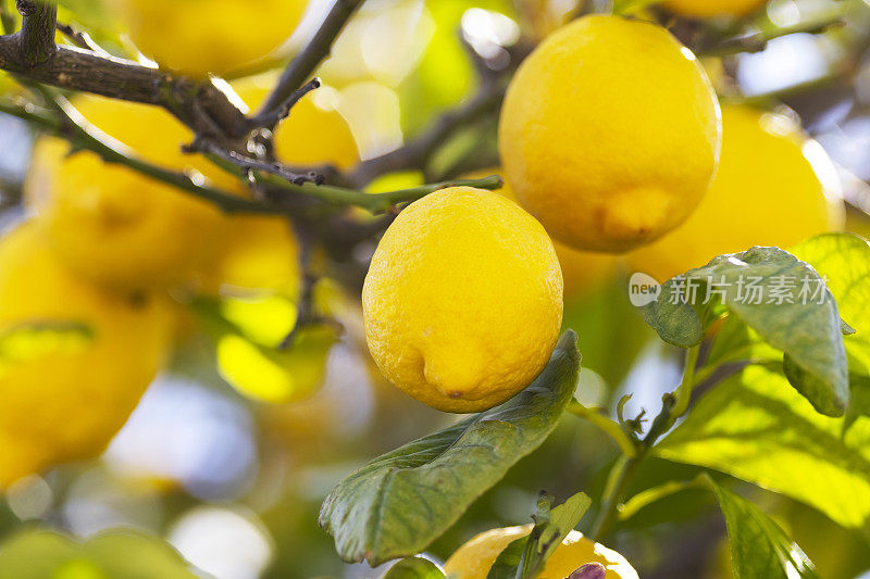 柑橘园里长着成熟的黄柠檬树。美丽的自然背景。生长在地中海的水果。地中海水果和果树、柑橘类作物。