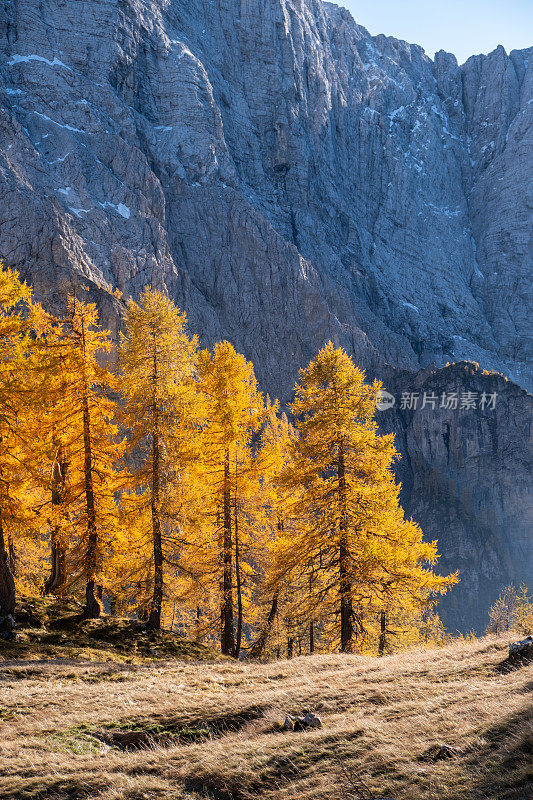 朱利安阿尔卑斯山的秋天的落叶松