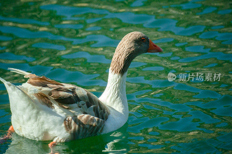 鹅栖息在宁静的水面上