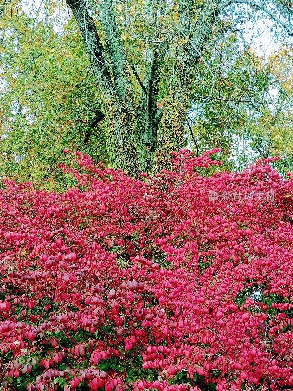 在秋天的新英格兰，鲜红的漆树灌木火红
