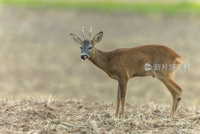 雄狍