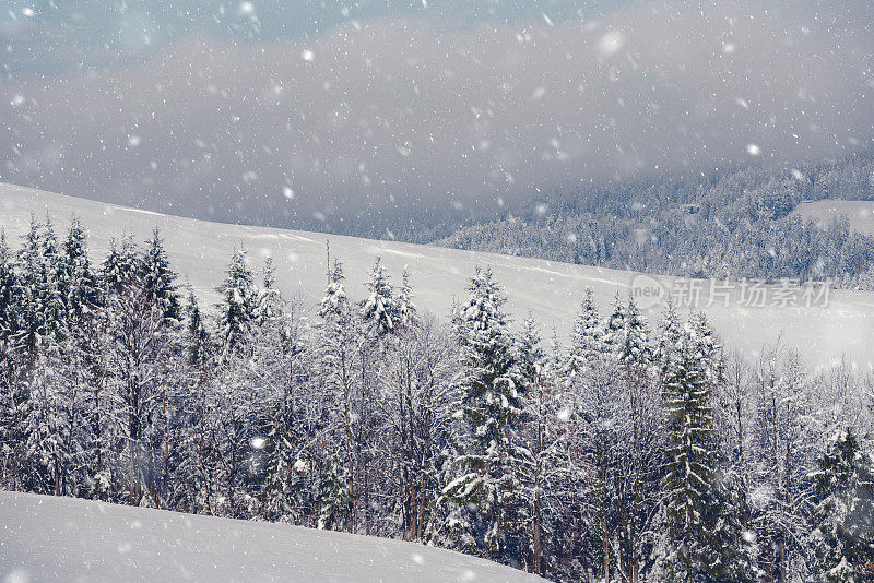 冬季风景山冷杉树下的雪