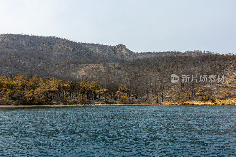 海岸森林大火之后