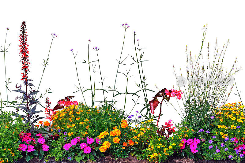 一年生花的花坛全景，孤立的水平全景盛开的红衣雀花坛特写，开花秋海棠，凤仙花，万寿菊，马草，Wandflowers，大明亮的详细图案，浅多彩的品红，紫色，深红色，粉红色，或