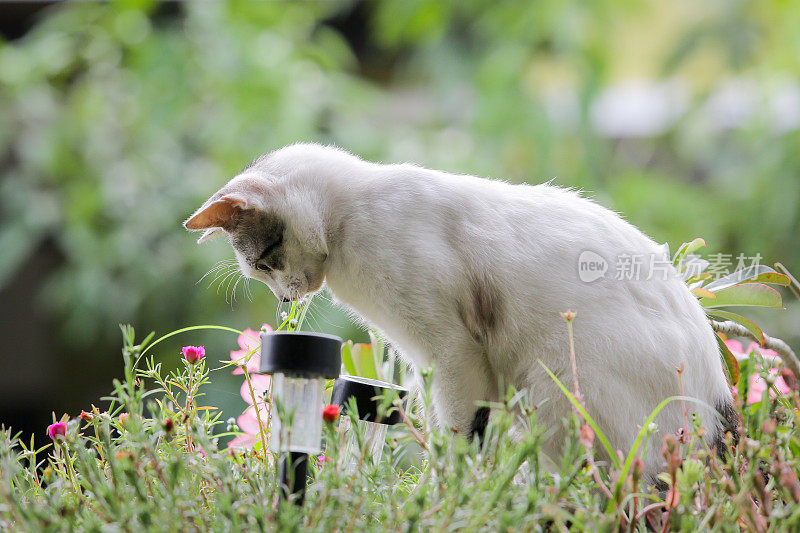 幸福快乐的猫