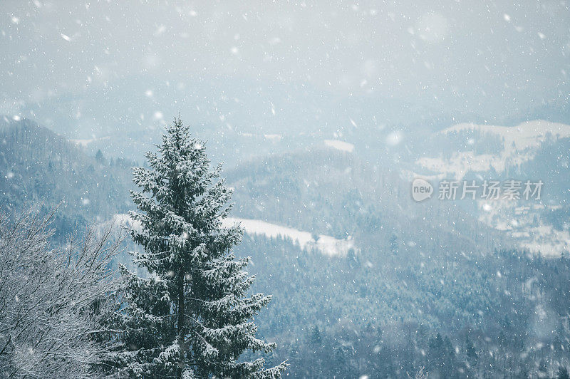 森林里正在下雪