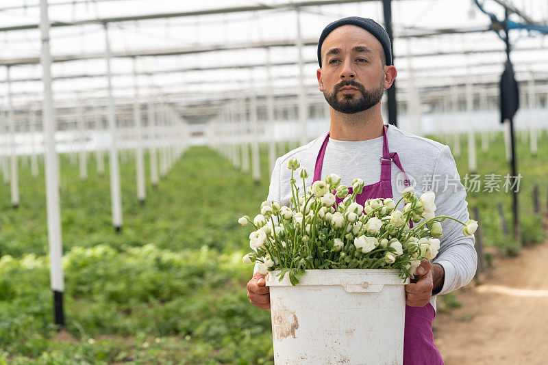 成人花匠在毛茛温室工作的照片