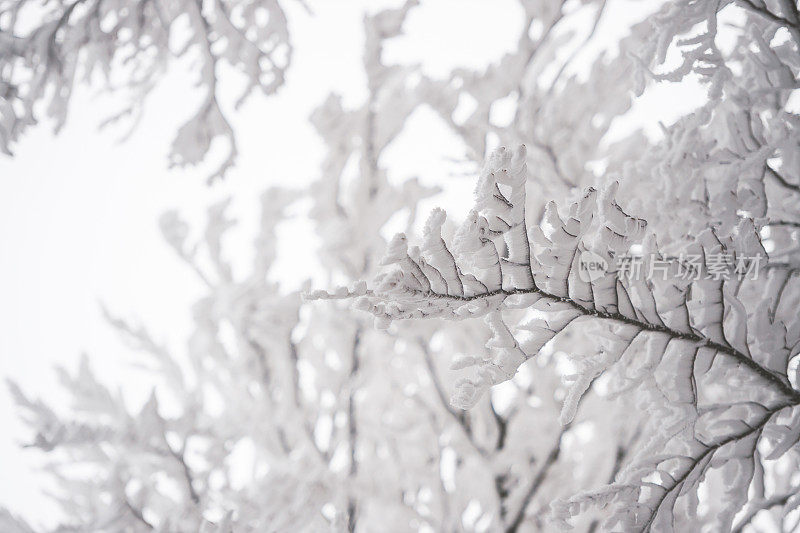 白雪覆盖的树梢映衬着白色的天空