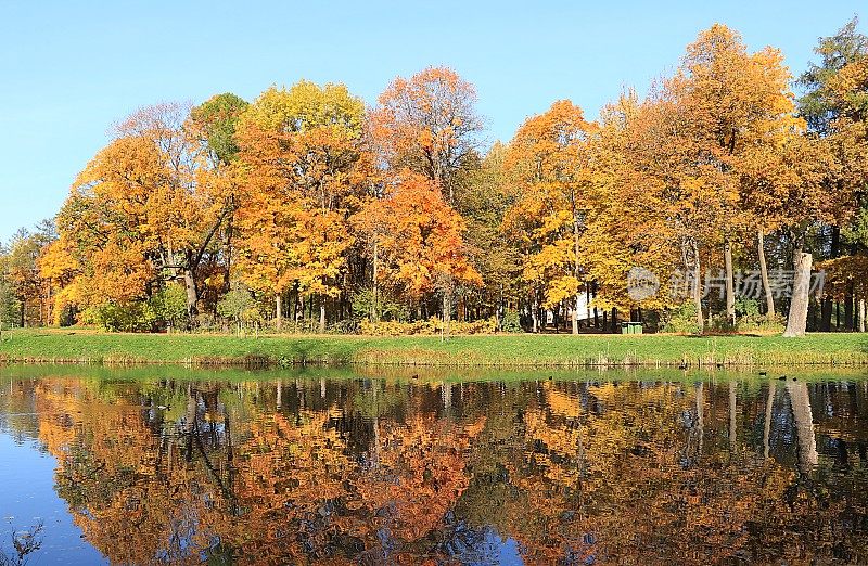 秋天的公园在十月的一个阳光明媚的日子，湖面上有红红的枫叶和橡树，背景。公园里美丽明亮的自然景观，四季分明，金秋季节，