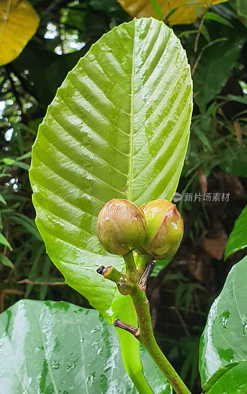 植物病理学