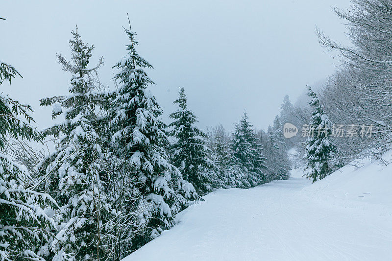 冬天的风景在雾与雪和树枝覆盖着白霜和冰冻的雪。高质量的照片