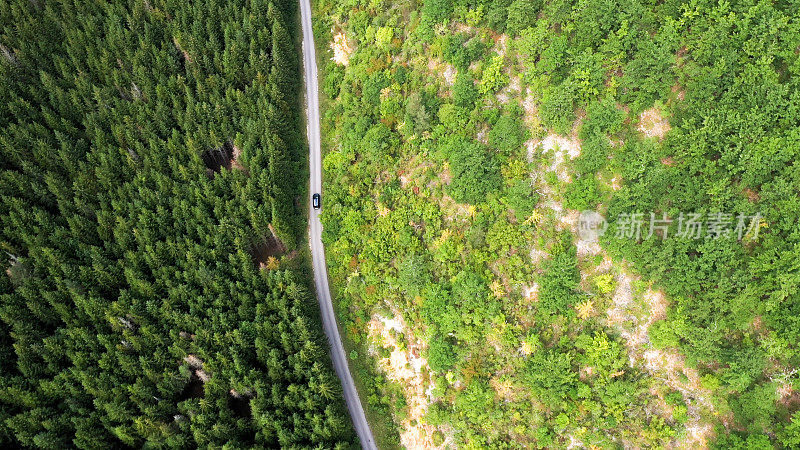 穿越森林的公路旅行