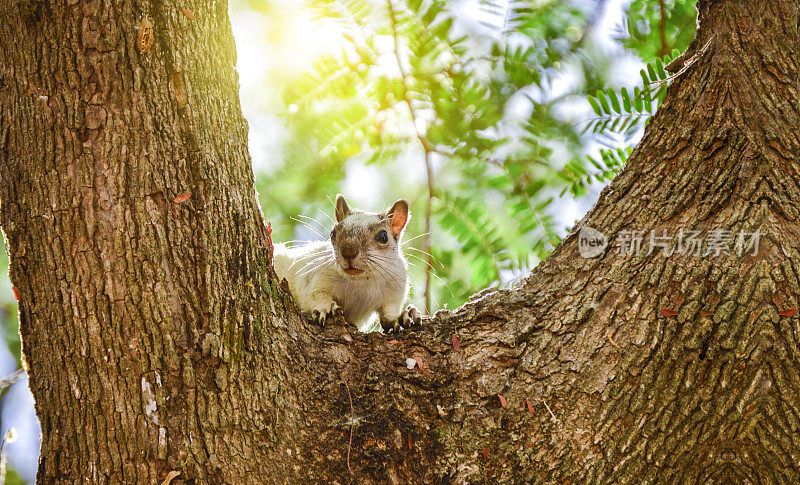 一只松鼠在树上凝视着，一只可爱的松鼠在日落的时候在树上，一只灰色的松鼠在树上凝视着镜头