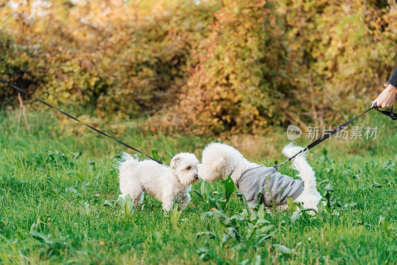 马耳他犬和比雄犬在公园相遇