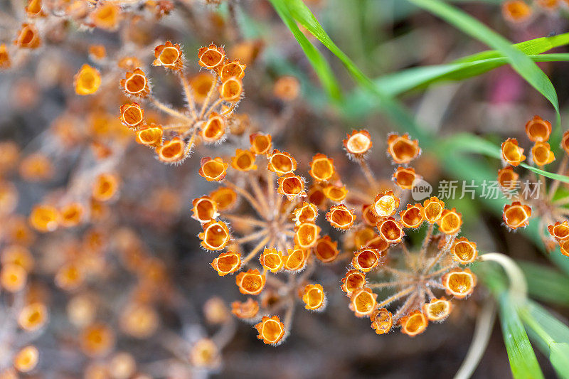 美丽的干燥的本地橙花，微距摄影，背景复制空间