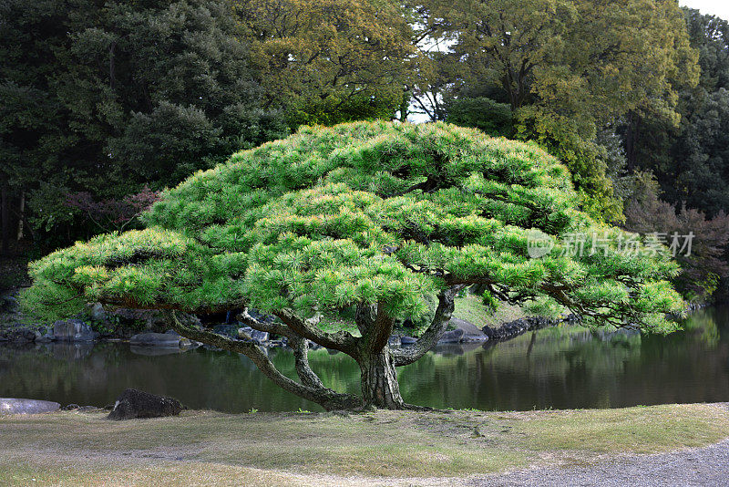 日本的松树