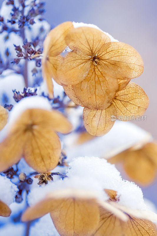 花下的雪