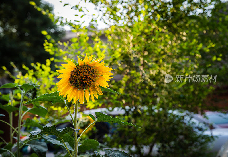 花园里的向日葵。自然公园景观。绿叶植物背景。