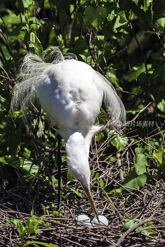 四月一个阳光明媚的下午，佛罗里达基西米附近的柏树森林里，一只大白鹭正在照料她的三颗蓝色蛋的巢。