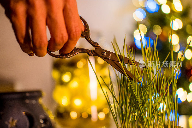 圣诞小麦放在桌子上，近手割草。