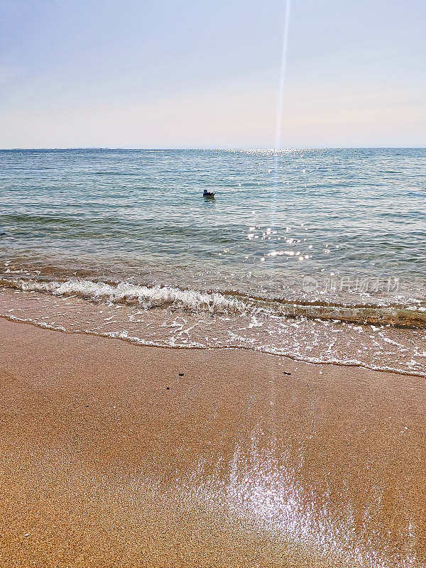 夏天的海景。一只海鸥在远处的海浪上游泳，平静的蓝色的海，小浪，黄沙。好晴朗的天气。