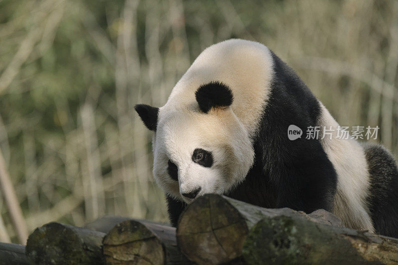 成都大熊猫在阳光下