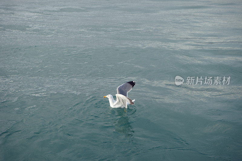 孤独的海鸥在海里游泳