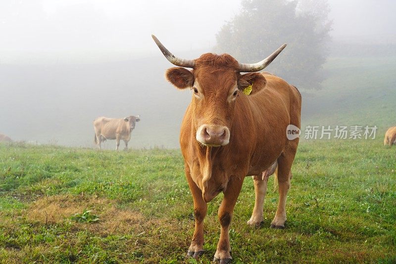 草地上的奶牛