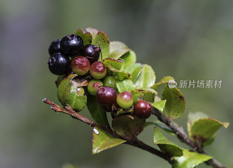 越桔是一种北美开花灌木，俗称常绿越橘、冬季越橘和加利福尼亚越橘。