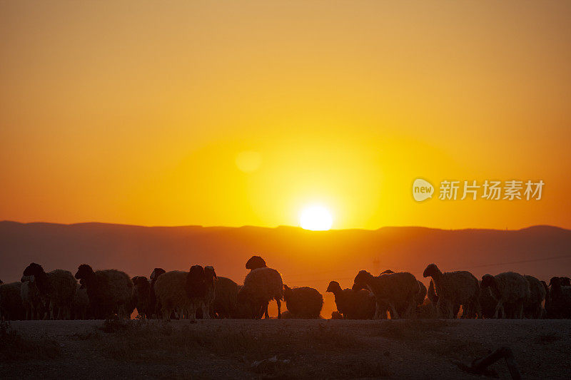 橙色夕阳下的羊群