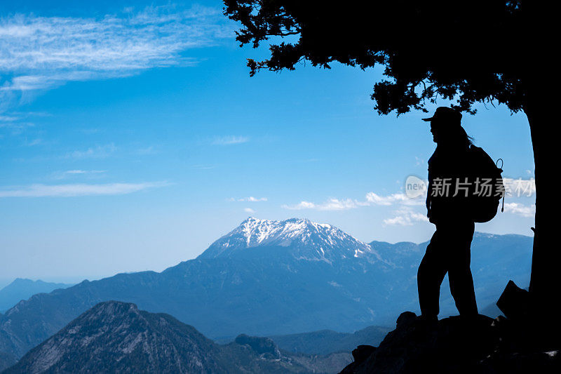 雪山木峰背后桧树在高海拔