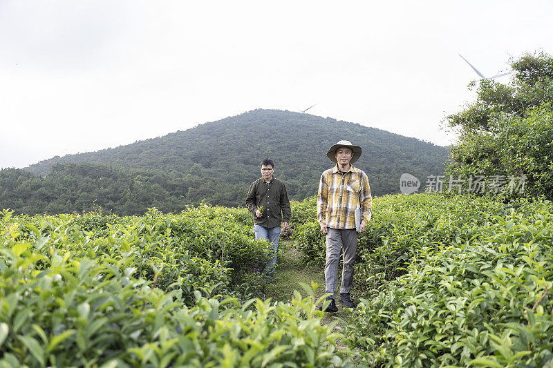 两位男性科学家在茶园中观察茶树的生长