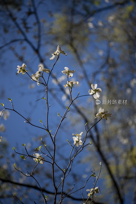 无叶山茱萸树枝与花朵和焦点天空和树枝的背景