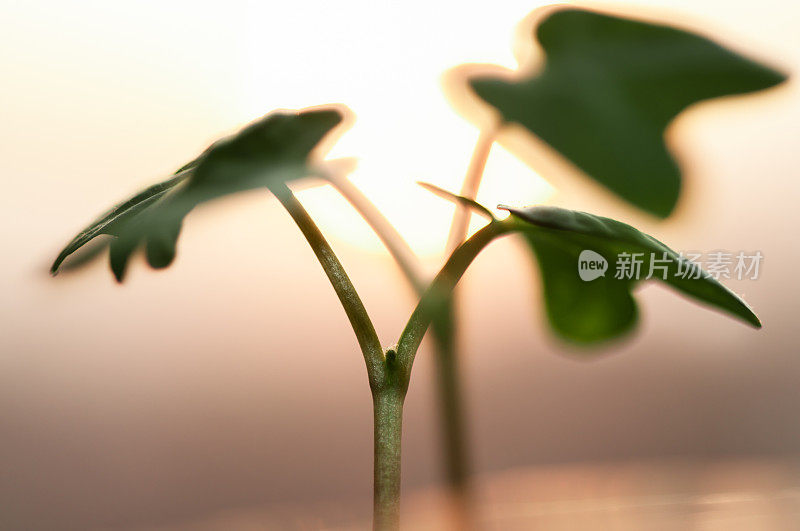 植物幼苗在早晨的阳光下生长缓慢