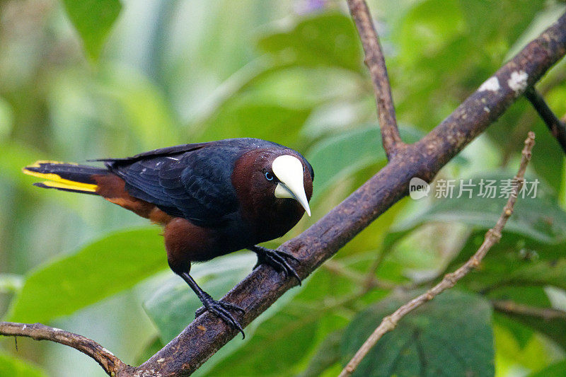 冠毛犬Oropendola