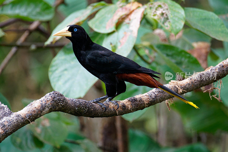 冠毛犬Oropendola