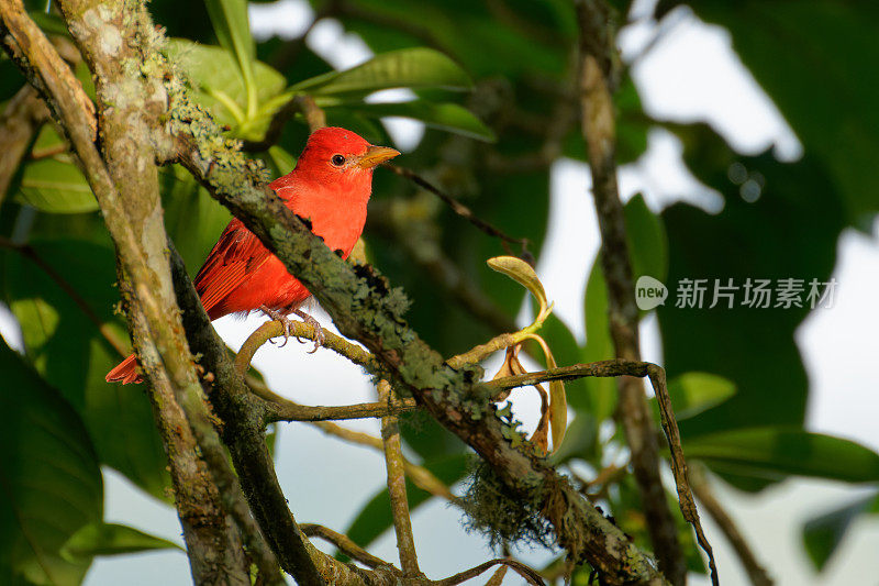 夏天唐纳雀男性