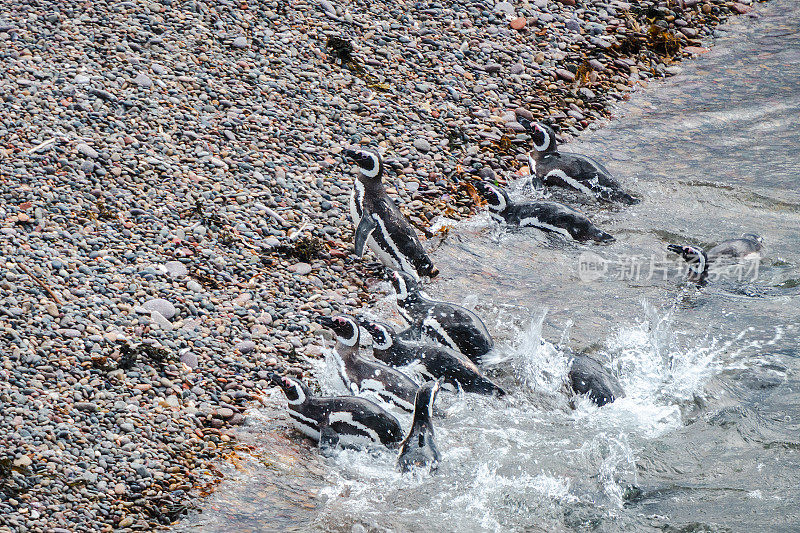 在阿根廷巴塔哥尼亚的马德林港附近的巴尔德斯半岛自然保护区，一大群企鹅离开了水域