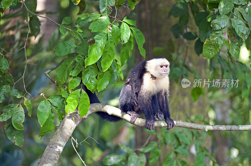 白脸或卷尾猴妈妈和背上的孩子，曼纽尔安东尼奥国家公园，哥斯达黎加