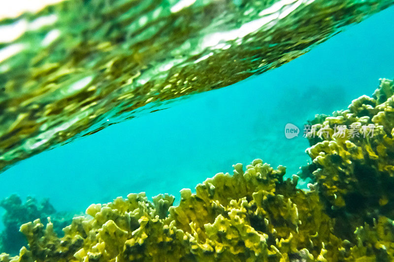 热带加勒比海洋生物水下珊瑚礁和海洋鱼类