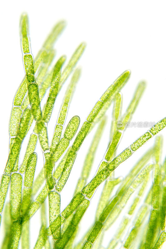 显微镜下的藻类