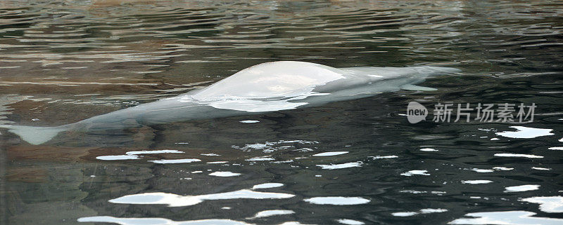在水下游泳的白鲸或白鲸