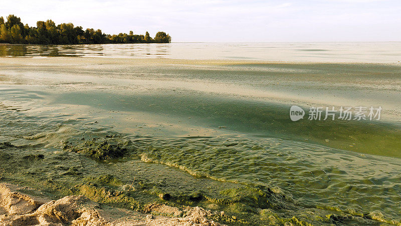 水藻爆发污染了湖水，湖水呈现绿色