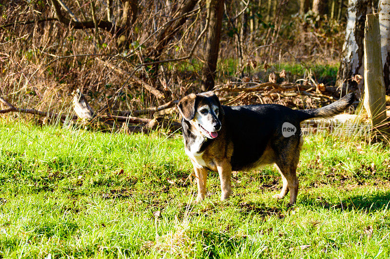 快乐的老狗在树林里散步