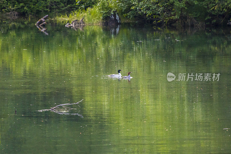 秋沙夫妇在泻湖里游泳