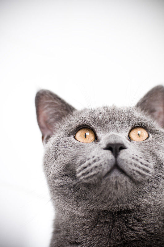英国短毛小猫，黄色的眼睛盯着照相机
