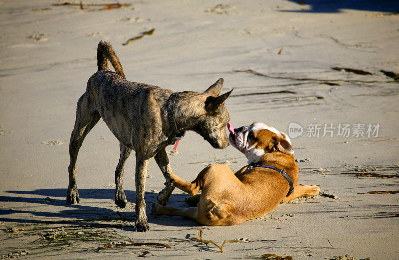 沿海犬类场景-狗的优势