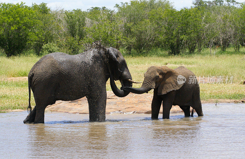 一对非洲象在河里玩耍。
