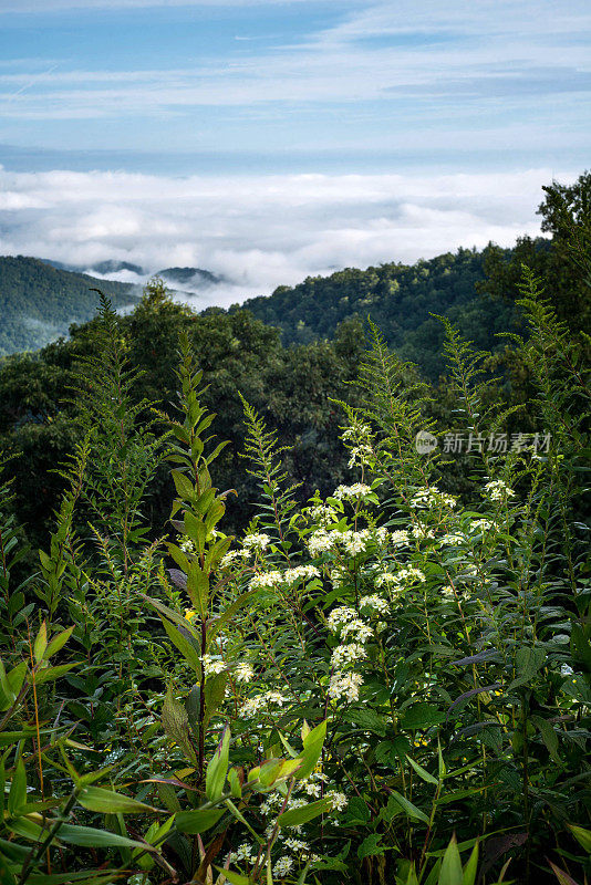 阿巴拉契亚山脉的野花